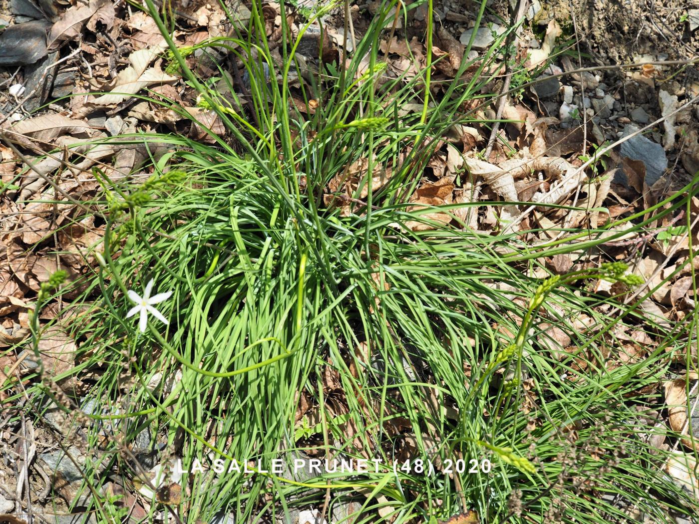 St.Bernard's Lily leaf